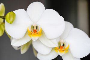 Orhidee phalaenopsis alba